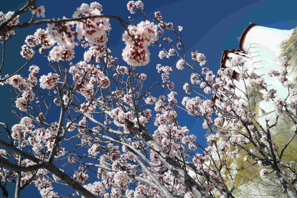 西藏桃花